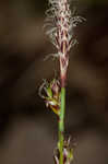 Blue Ridge sedge